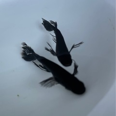 ☆　紂王メダカ　稚魚　☆