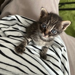 【現在生後3週間の子猫】譲渡は生後2〜3ヶ月頃でお願いします。