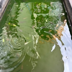 ミックスめだか 決まりました。 の画像