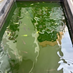 ミックスめだか 決まりました。 の画像