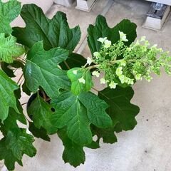 カシワバアジサイ（鉢付き）