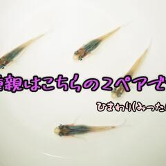 [タイムセール]深海メダカの卵 20個
