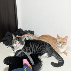 オス猫のまめくん