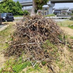 木　丸太　枝木の画像