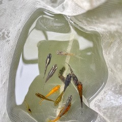 メダカ   1匹  150円の画像