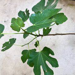 【取引中】毎年成るイチジク（ドーフィン）の画像