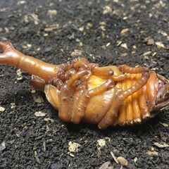 サナギからカブトムシを育ててみよう♪♪｜2025年6月22…