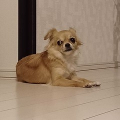 チワワの女の子♪