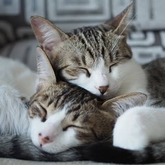 猫好きさん募集　京都散歩