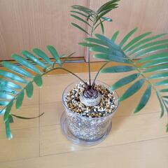 観葉植物　ザミア・フロリダーナ