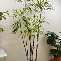 観葉植物（孟宗竹
）
