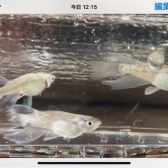 プラチナ星河リアルロングフィン有精卵20個プラスα