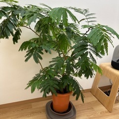 観葉植物（エバーグリーン）