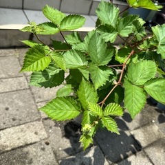 【お取引中】トゲなし【トリプルクラウン】ブラックベリー【1鉢】③の画像