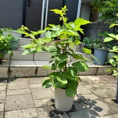 【お取引中】トゲなし【トリプルクラウン】ブラックベリー【1鉢】③の画像