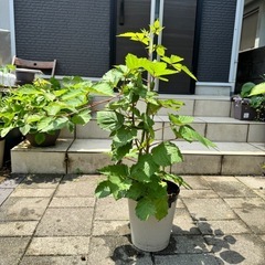 【お取引中】トゲなし【トリプルクラウン】ブラックベリー【1鉢】③の画像