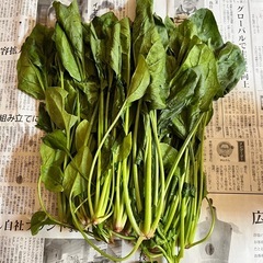無農薬 野菜5/21(水) ほうれん草150g