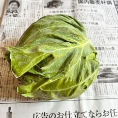 無農薬 甘いキャベツ