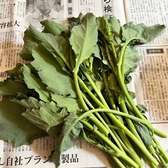 無農薬 野菜5/21(水)折り菜(のらぼう菜) 190g