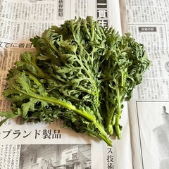 無農薬 野菜5/21(水)新芽　菊菜120g