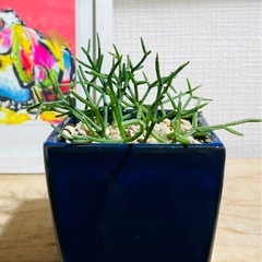 値下！奇妙な多肉植物！紺色陶器鉢との相性がいい！カッコいい観葉植物