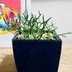 ランキングキーワードに紐づく投稿画像-多肉植物