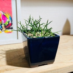 値下！奇妙な多肉植物！紺色陶器鉢との相性がいい！カッコいい観葉植物の画像