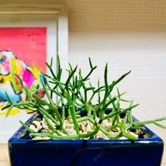 値下！奇妙な多肉植物！紺色陶器鉢との相性がいい！カッコいい観葉植物の画像