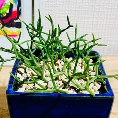 値下！奇妙な多肉植物！紺色陶器鉢との相性がいい！カッコいい観葉植物の画像