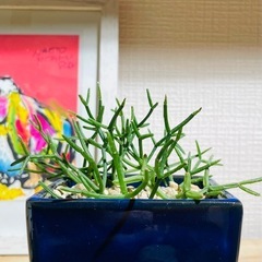 値下！奇妙な多肉植物！紺色陶器鉢との相性がいい！カッコいい観葉植物の画像