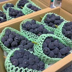 果実直売所での販売、レジ打ち作業【女性限定⭐︎】