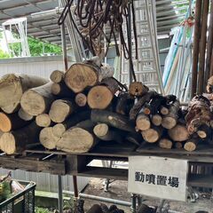 カイヅカイブキ　ケヤキ　楠　丸太