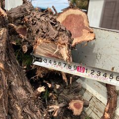 カイヅカイブキ　ケヤキ　楠　丸太の画像