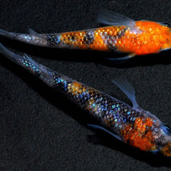 【証拠動画あり】最新世代『月華』の有精卵10～20個+オマケ5個...