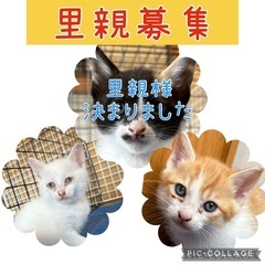 3兄妹の子猫【里親急募】