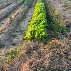 わくわく農業サークル🍅メンバー募集！ - その他