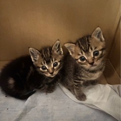 子猫の里親大募集