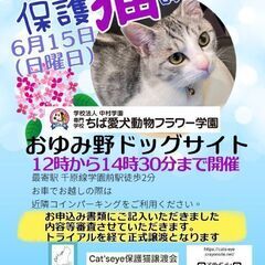 里親希望者様と保護猫ちゃんのお見合い