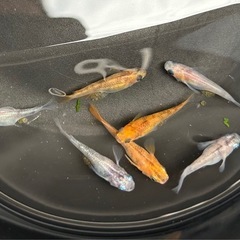 メダカ　ダルマメダカ　三色系　有精卵25個　めだか