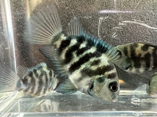 コンビクトシクリッド　ペア　産卵経験済み 妻への愛、最高♡ 魚も「思いやり」 雌には餌、雄にはいけず | 毎日新聞