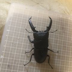 パラワンオオヒラタクワガタ　オス単品の画像