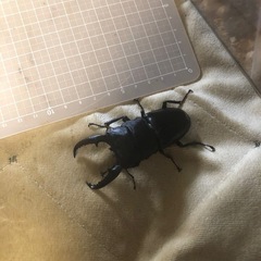 パラワンオオヒラタクワガタ　オス単品の画像
