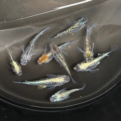 メダカ　ダルマメダカ　ラメ系ダルマ　有精卵25+α めだか