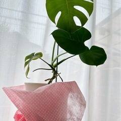 観葉植物(モンステラ)