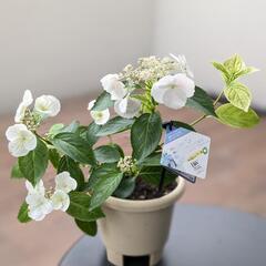 紫陽花