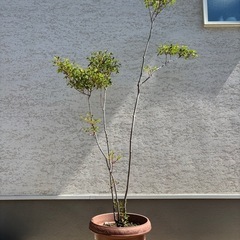 ドウダンツツジ　山採り風　株立　鉢植えの画像