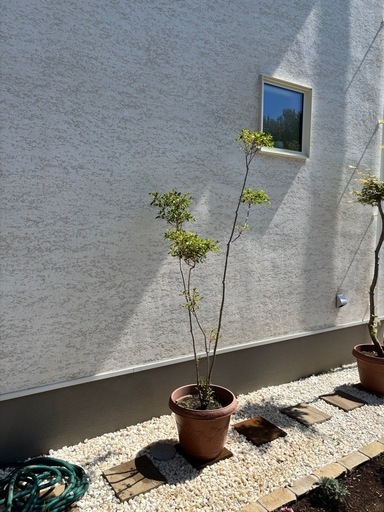 抜群。鉢植えの山採りドウダンツツジ。 鉢植え 山採り 大型