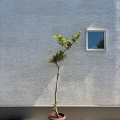 もみじ　山採り風　鉢植え