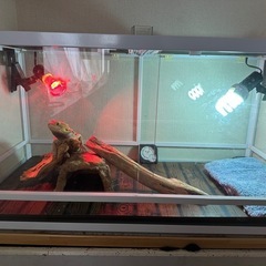 　爬虫類ケージ　パンテオン　ホワイト90×45　の画像