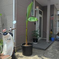 【南国風・観葉植物】ジャパニーズバナナ 芭蕉